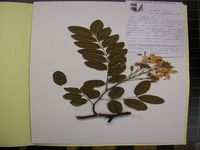 Herbarium sample